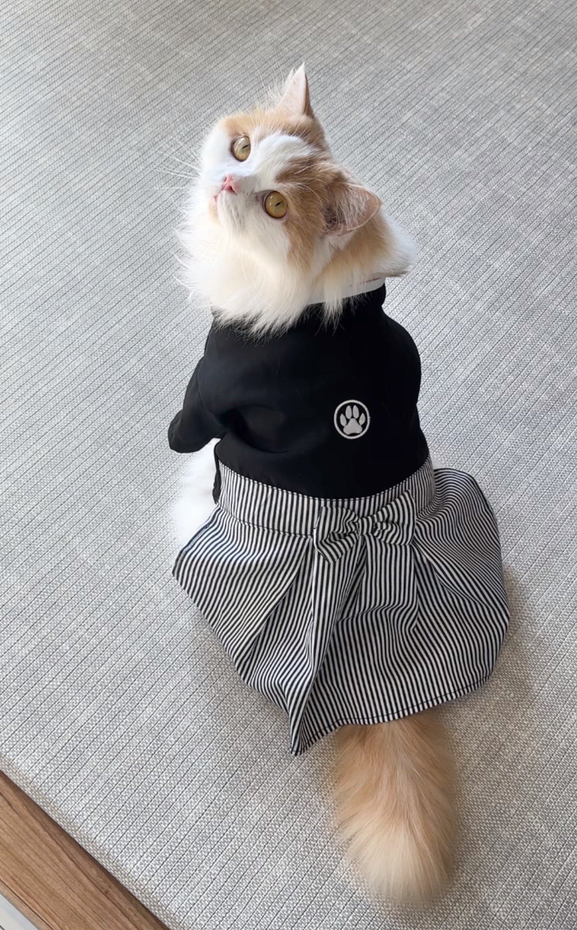 このレモンさんがお気に入りすぎて 何回もあちこちに投稿してすみません🥹 インスタ縦長になったのでこっちにも🐈💛