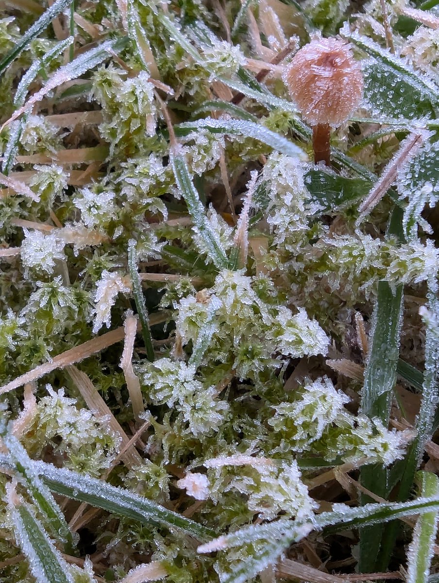 We don't often get frost on Anglesey but last night we did 🥶
A tiny defiant fungi amongst the lawn moss for #WildWebsWednesday