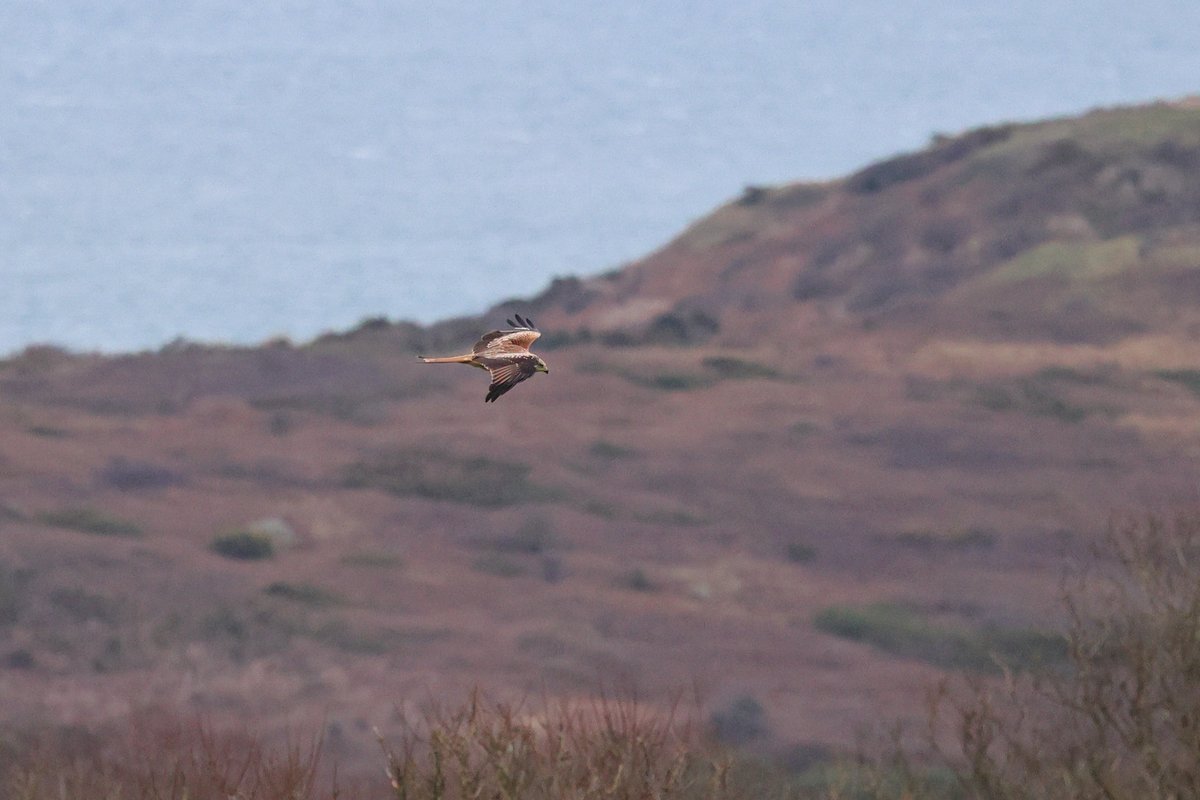 AlderneyWT (@alderneywt) on Twitter photo A Red Kite hunting at Kiln Farm
This is a rare sighting spotted by local wildlife photographer <a href="/jbrent01/">James Brenton 💚</a> !
There are now around 6,000 pairs of Red Kites in the UK.
Photo credit: James Brenton A Red Kite hunting at Kiln Farm
This is a rare sighting spotted by local wildlife photographer <a href="/jbrent01/">James Brenton 💚</a> !
There are now around 6,000 pairs of Red Kites in the UK.
Photo credit: James Brenton