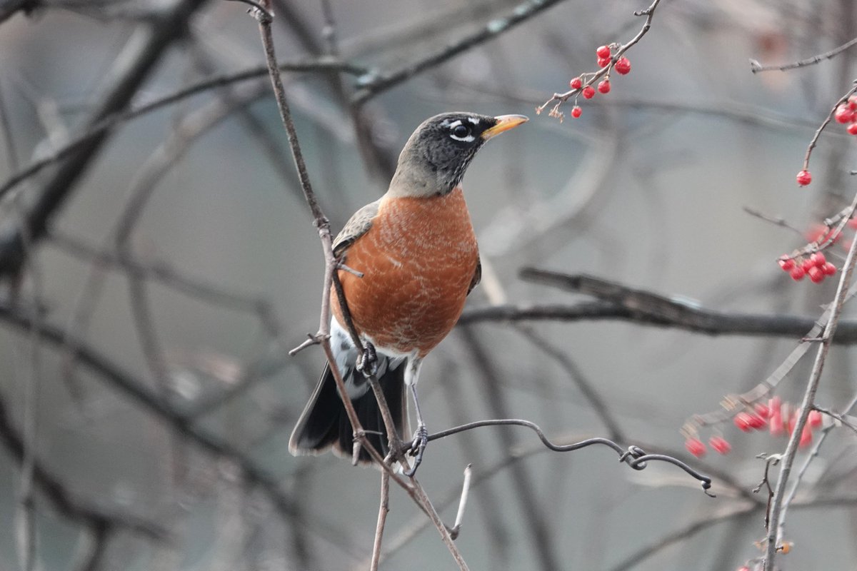 PC (@paminnyc) on Twitter photo Positive photo day 1759: Contrary to popular opinion, some robins do stay in #NYC all winter, even on bitter cold mornings in Van Cortlandt Park. This one is contemplating which berry to eat before it quickly grabbed one. #birdphotography #Bronx <a href="/vcpalliance/">Van Cortlandt Park Alliance</a> <a href="/BirdBronx/">Bronx Bird Alert</a> Positive photo day 1759: Contrary to popular opinion, some robins do stay in #NYC all winter, even on bitter cold mornings in Van Cortlandt Park. This one is contemplating which berry to eat before it quickly grabbed one. #birdphotography #Bronx <a href="/vcpalliance/">Van Cortlandt Park Alliance</a> <a href="/BirdBronx/">Bronx Bird Alert</a>