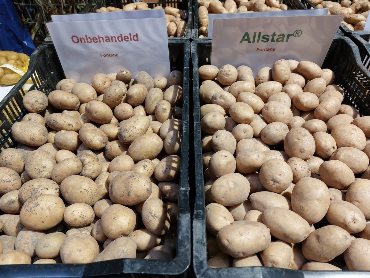 Interessante #rhizoctonia demo deze week bij #BASF. Aardappel en behandeld met #Allstar goed beschermd. Meer knollen in de maatsortering en dus een hoger rendement.