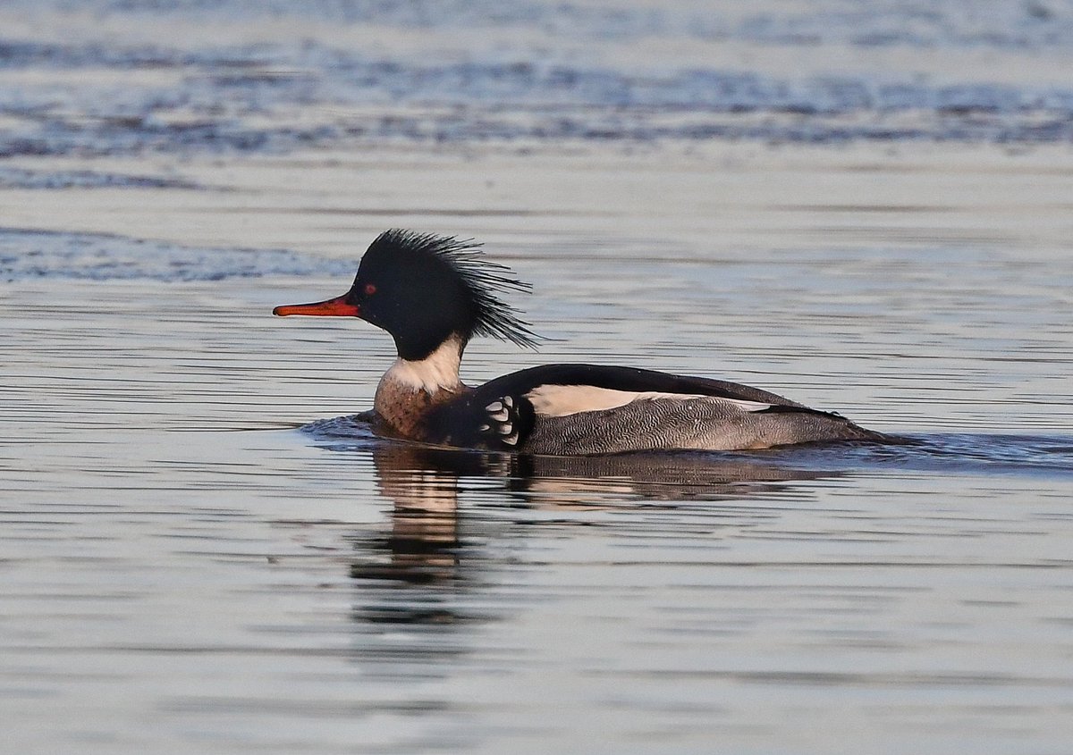 Keith Davison (@badgeman49) on Twitter photo Red Breasted Merganser on Teesside today <a href="/teesbirds1/">teesbirds</a> <a href="/DurhamBirdClub/">Durham Bird Club</a> <a href="/Natures_Voice/">RSPB</a> <a href="/bbcwildlifemag/">BBCWildlifeMagazine</a> <a href="/BBCSpringwatch/">BBC Springwatch</a> Red Breasted Merganser on Teesside today <a href="/teesbirds1/">teesbirds</a> <a href="/DurhamBirdClub/">Durham Bird Club</a> <a href="/Natures_Voice/">RSPB</a> <a href="/bbcwildlifemag/">BBCWildlifeMagazine</a> <a href="/BBCSpringwatch/">BBC Springwatch</a>