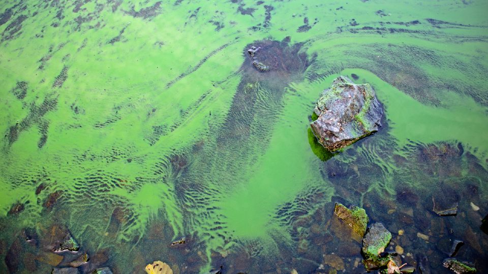 Scientists unravel how ancient bacteria weave living mats – solving one of nature’s oldest mysteries 🔍🦠

Our feature explores the capabilities of cyanobacteria and the findings of research by <a href="/LboroScience/">Loughborough Science</a> and <a href="/NottmTrentUni/">Nottingham Trent University</a> experts⤵️

tinyurl.com/3439fus3
