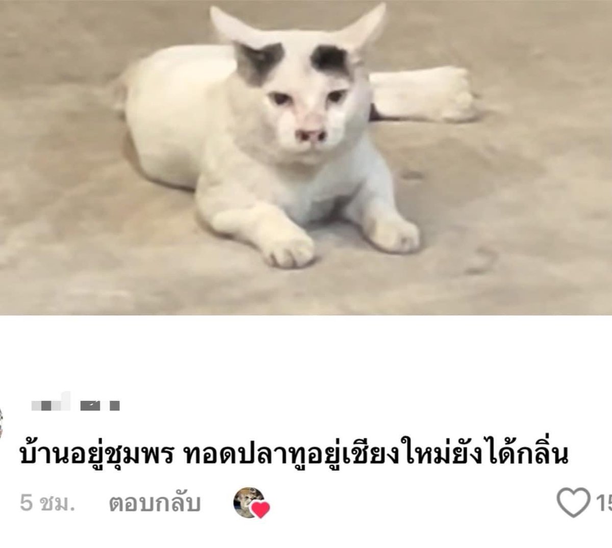 NoYou762871's tweet image. วิวัฒนาการมาเพื่อสูดกลิ่นปลาทูท๊อด