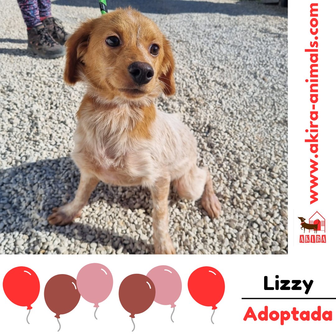 Again guys you are fab U lous .. #retweetsrock as another sweetheart found her forever home. She didn't have to wait as long as others but it still wouldn't have been possible with you.  
<a href="/MillieOTLFP/">Millie🐾🌈#oneforallandallformillie 🐾🌈</a> <a href="/LisaClareRead2/">Lisa Clare Read 💙</a> <a href="/catgirl321/">Nutmeg's Crew🌻🇺🇦</a> <a href="/Nightowl400/">Owly</a> <a href="/Elliebelle90200/">Chrissie</a> <a href="/Marlene59165254/">Marlene R</a>