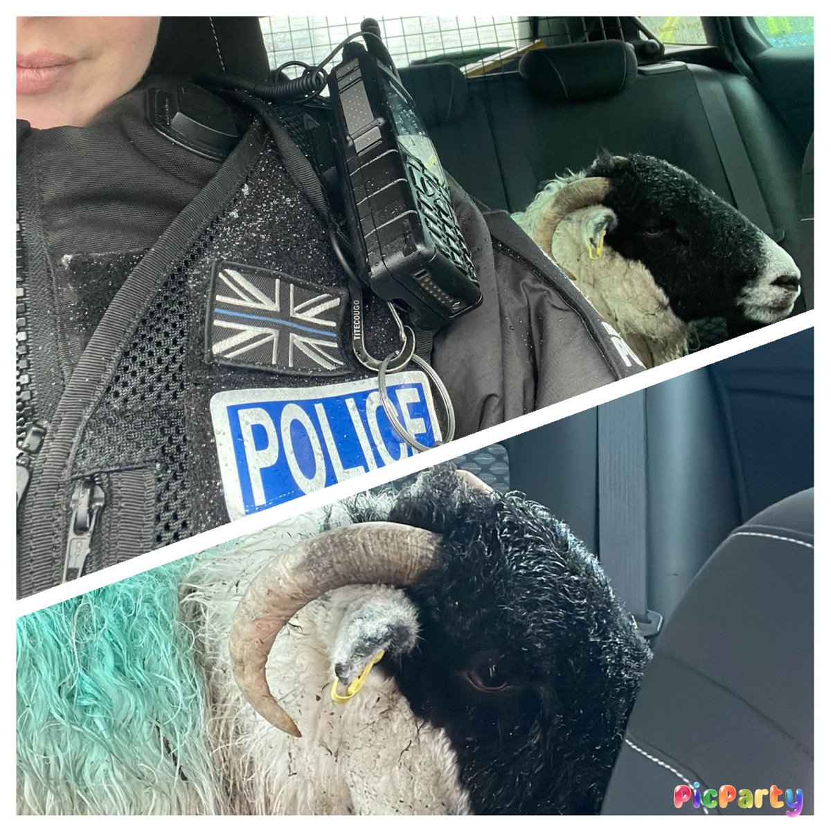 PCSO Debbie Hollinson (@pcso30747) on Twitter photo Someone’s been a baaaa’d boy in the snow.
A30 and livestock made safe. All in a days work for PC Soph and team.
<a href="/TavistockPolice/">Tavistock Police</a>
<a href="/NWDevonPolice/">North and West Devon Police</a>
<a href="/DCPoliceRural_D/">Rural Affairs Team</a>
<a href="/ps_7003/">PS 7003 Ottley</a>
<a href="/DC_RPT/">Devon and Cornwall Roads Policing Team 🚔</a>
<a href="/DC_Police/">Devon & Cornwall Police</a>
❄️ 🐑 ❄️ ⛄️ ❄️ Someone’s been a baaaa’d boy in the snow.
A30 and livestock made safe. All in a days work for PC Soph and team.
<a href="/TavistockPolice/">Tavistock Police</a>
<a href="/NWDevonPolice/">North and West Devon Police</a>
<a href="/DCPoliceRural_D/">Rural Affairs Team</a>
<a href="/ps_7003/">PS 7003 Ottley</a>
<a href="/DC_RPT/">Devon and Cornwall Roads Policing Team 🚔</a>
<a href="/DC_Police/">Devon & Cornwall Police</a>
❄️ 🐑 ❄️ ⛄️ ❄️
