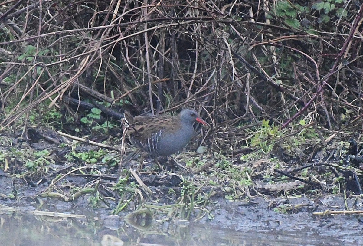 Great Egret and Water Rail at Scotsbridge Mill today. #hertsbirds