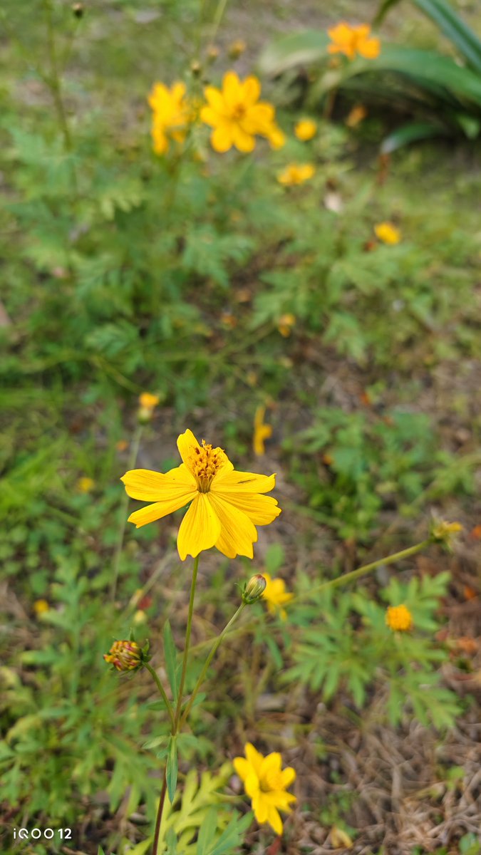 sks_shakya's tweet image. Thanks @IqooInd for an opportunity.

#ShotOniQ00 #FeatureMeOnSocial
🌼🌼

@santoshgodage @SurajMandal_