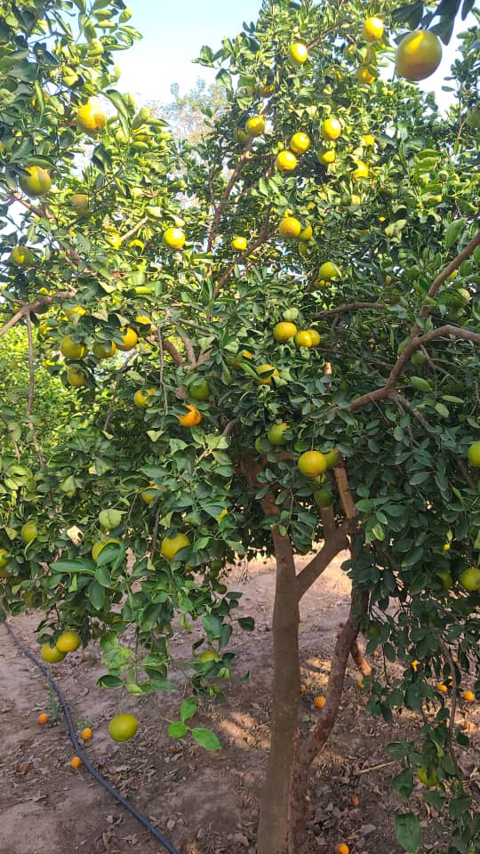 Farm Fresh Gambia tweet media