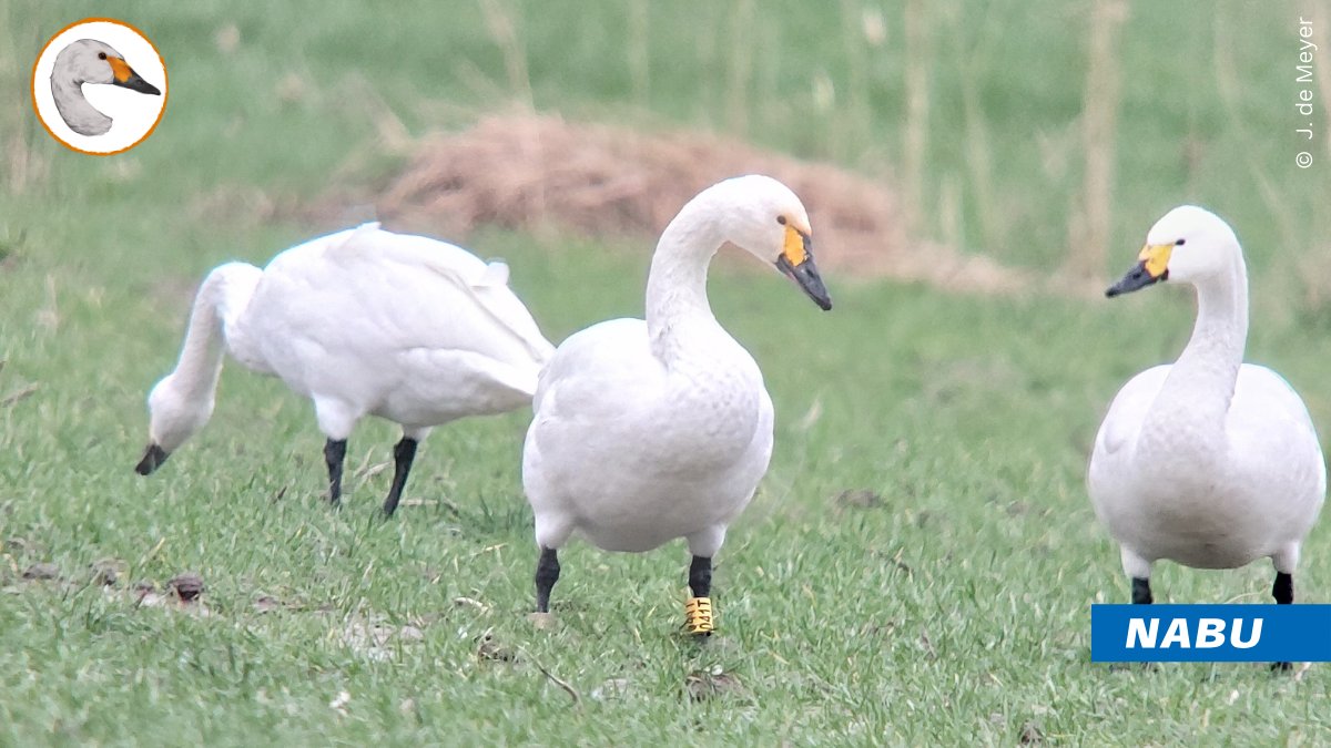 We received many sighting-reports over the holidays, seems birding was quite a thing! 😅 Best news might be Heintje (041T) is still alive, but lost his tracker, too. But all the other reports are valuable as well – thanks a lot! 🙏