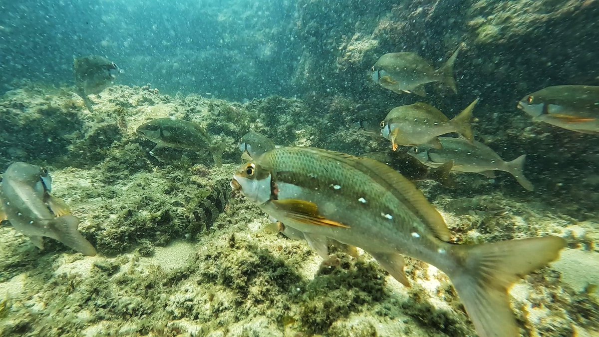 There have been some impressive aggregations of Two Tone Finger Fin fish this summer.