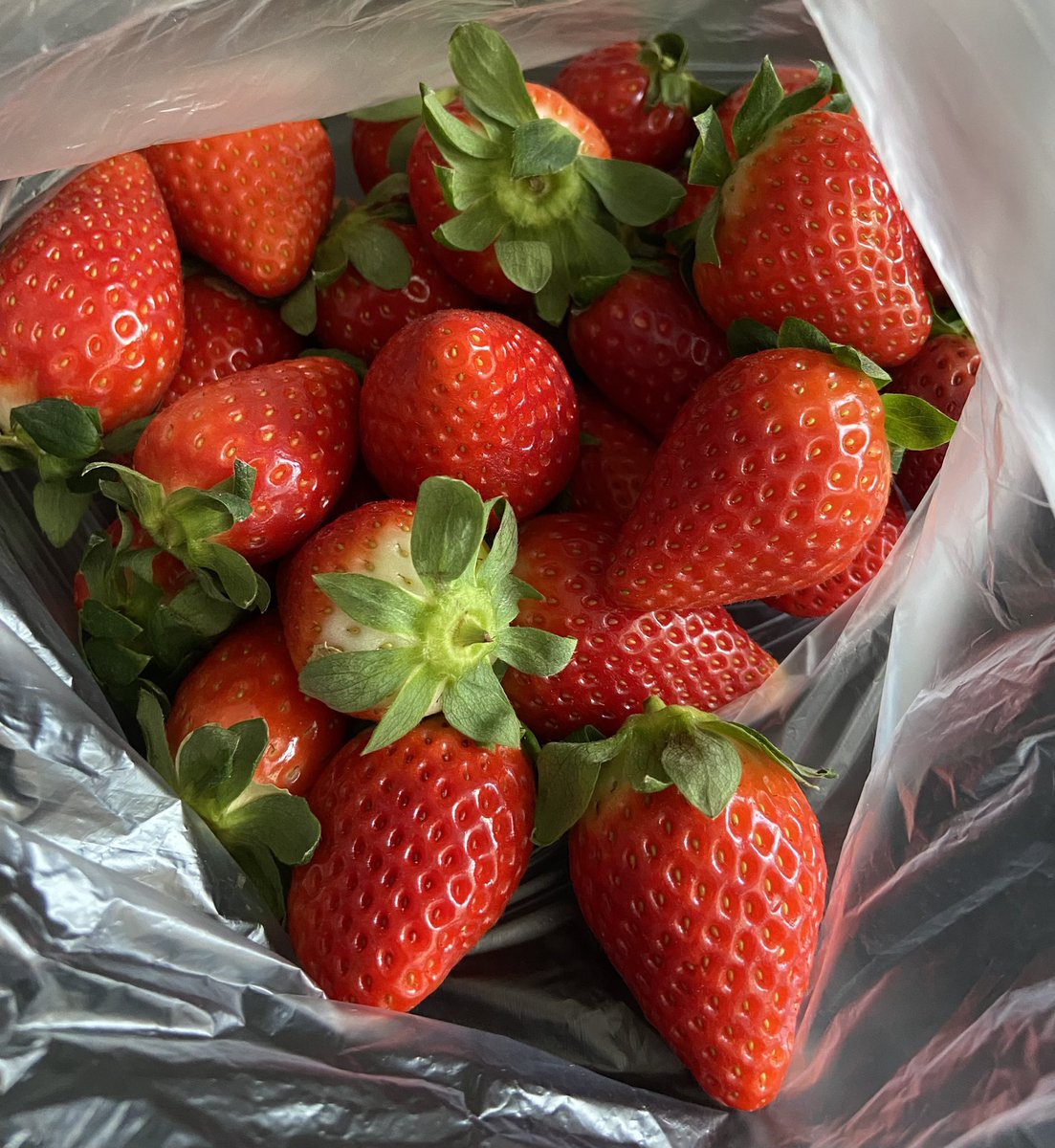 CarlosPino2021's tweet photo. Fresas de Huelva el 9 de enero …, y están de muerte 💖
El #Invierano de Phineas y Ferb hecho realidad https://t.co/ufOOw7Hg88