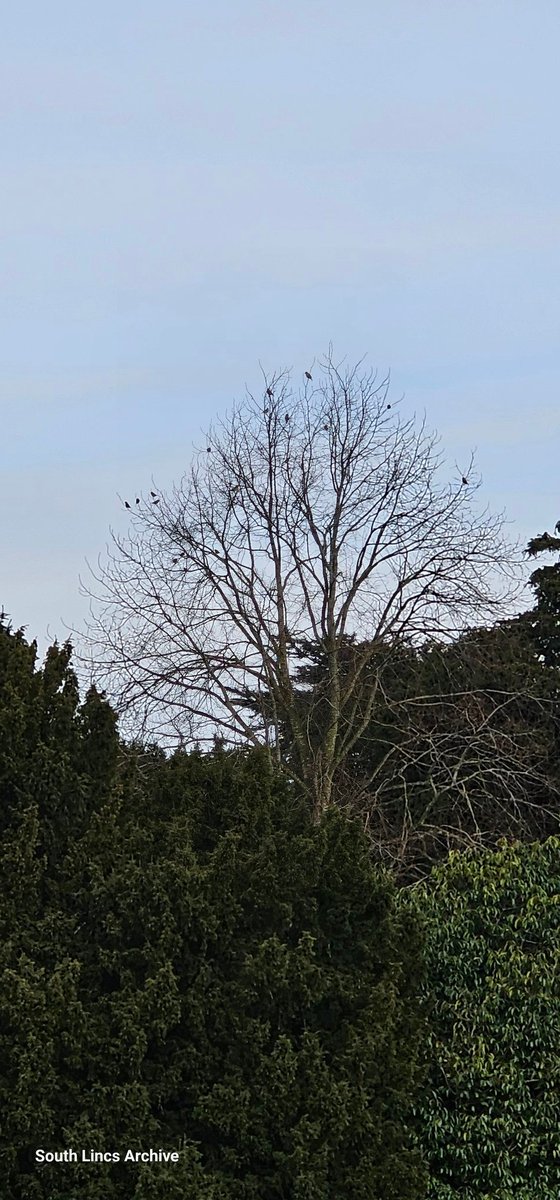 Always when you ain't got your camera 😶 at least 20 Hawfinch in this tree and in yews below. Didn't want to disturb them so closest I dare get to them with phone . Well happy with that patch ✅️🫡