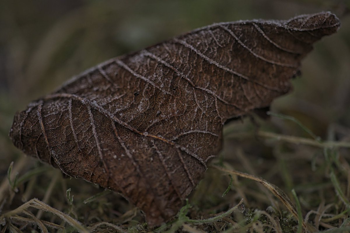 TBayliss_ photography (@thehubzter) on Twitter photo Frosty Leaf
Z7ii Nikon
Sigma 105mm macro lens <a href="/PhotoPlusMag/">PhotoPlus: The Canon Magazine</a> #ThePhotoHour #TonyBayliss #photography #art #photooftheday #photographer #portraitphotography #macro
<a href="/MacroHour/">#MacroHour 🌿</a> Frosty Leaf
Z7ii Nikon
Sigma 105mm macro lens <a href="/PhotoPlusMag/">PhotoPlus: The Canon Magazine</a> #ThePhotoHour #TonyBayliss #photography #art #photooftheday #photographer #portraitphotography #macro
<a href="/MacroHour/">#MacroHour 🌿</a>
