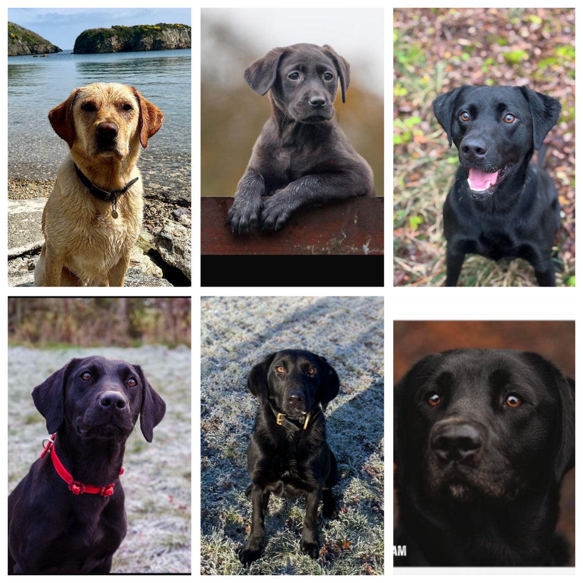 So today is apparently National Labrador Day so here are our Labradors

(Top L-R) PD Aston, TPD Trakr, PD Trevor

(Bottom L-R) PD Zola, TPD Jenni, PD Bram 

They are all bonkers in their own way but we wouldn’t change any of them 🤣