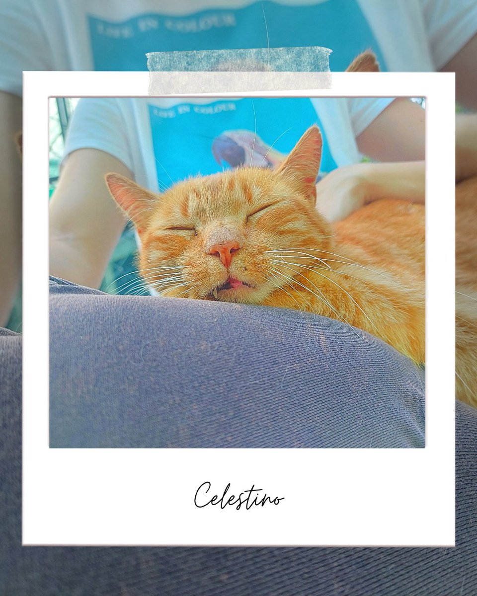 Celestino...un gato muy dulce y cariñoso con las personas. Celestino volvió hace poco de un hogar y ahora está en el refugio donde se lleva regular con otros gatos. ¿Le buscamos un hogar?

adopciones@defensafelina.org
apadrina@defensafelina.org 

teaming.net/asociaciondefe…