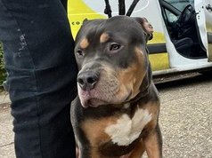 URGENT, PLEASE RETWEET TO HELP TOBY FIND A RESCUE SHELTER SPACE BEFORE 8 JANUARY 25  AT RISK OF EUTHANASIA IN A COUNCIL POUND #ENGLAND South #UK  
Toby is only a puppy of medium size and a gorgeous tri colour. His chip isn't registered so we don't know if someone is looking for