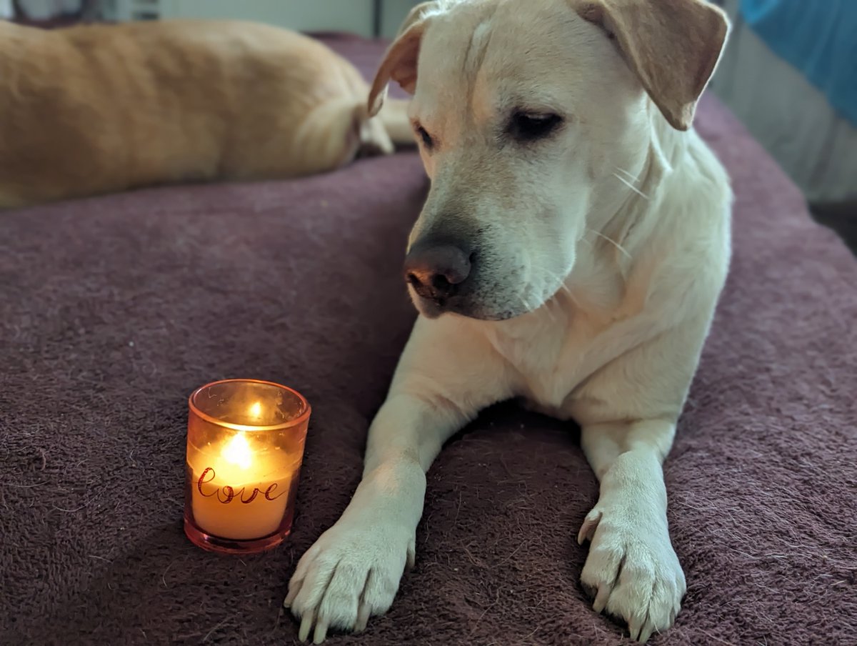 This is where Mom went to Elementary School🩷 Consider sending a 💌Valentine to these kiddos from doggos all over the world! #KindnessMatters #dogsofX