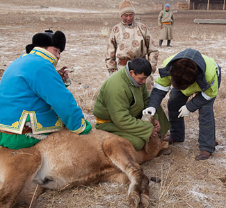 Fogarty at NIH (@fogarty_nih) on Twitter photo In honor of #OneHealth Month, read more about Dr. Gregory Gray <a href="/DukeEnvironment/">Duke Environment</a> supported a five-year program to train Mongolian and U.S. scholars in One Health concepts and innovative diagnostic, epidemiologic and analytical research methods: go.nih.gov/xI0f0CO In honor of #OneHealth Month, read more about Dr. Gregory Gray <a href="/DukeEnvironment/">Duke Environment</a> supported a five-year program to train Mongolian and U.S. scholars in One Health concepts and innovative diagnostic, epidemiologic and analytical research methods: go.nih.gov/xI0f0CO
