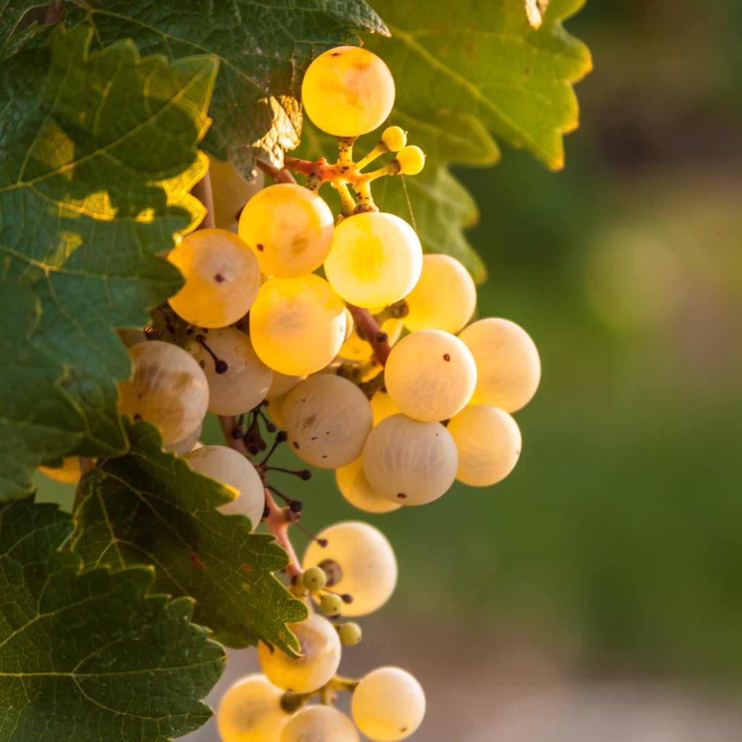 Brindemos por los comienzos 🍷Un nuevo año es como una copa vacía: ¿la llenamos con experiencias y buenos momentos?  👉  ¡Ven y descúbrelo con nosotros!
🌐 bodegasvidular.es