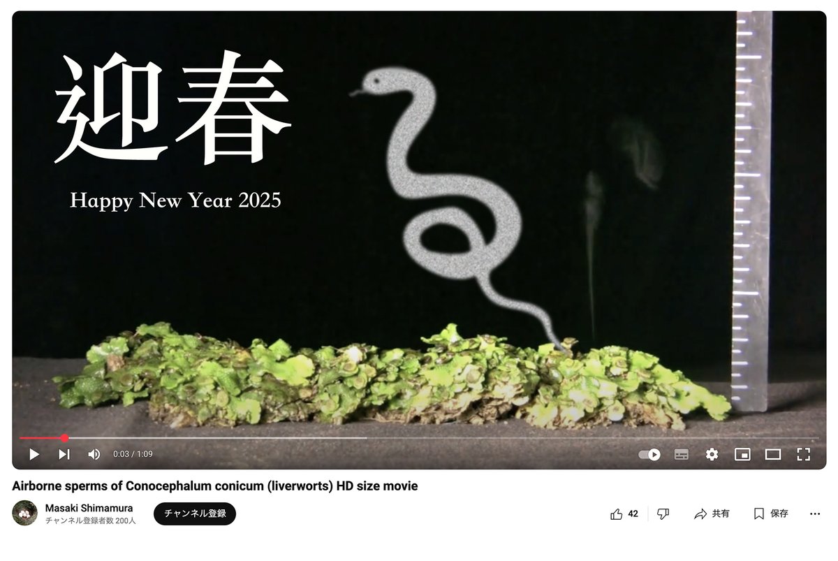 In East Asia, the zodiac sign for this year is the snake.  Here is a video of snakewort (Conocephalum). youtube.com/watch?v=B-sFM0…