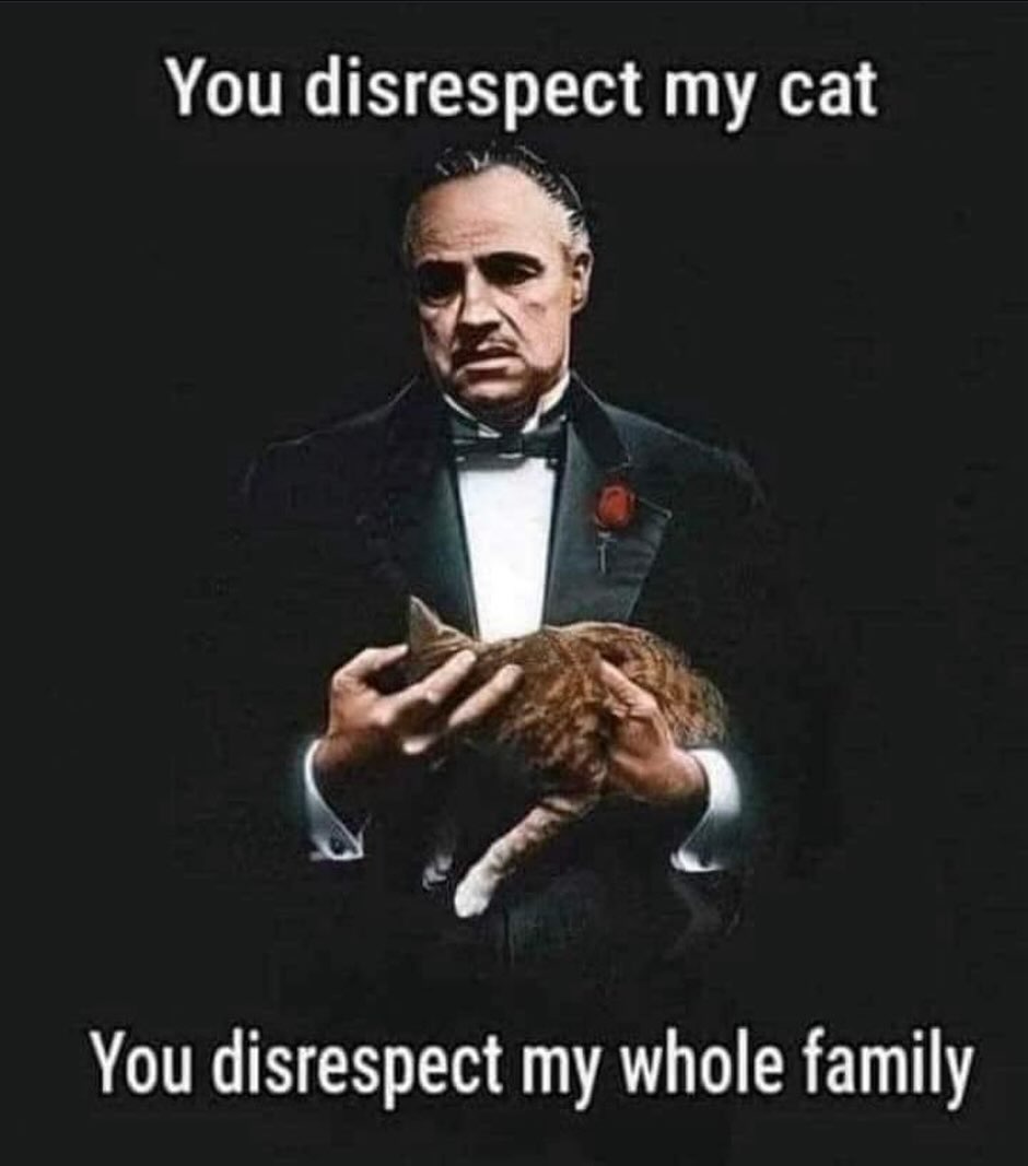 PunchingCat's tweet photo. https://t.co/iSbGNv9EBz