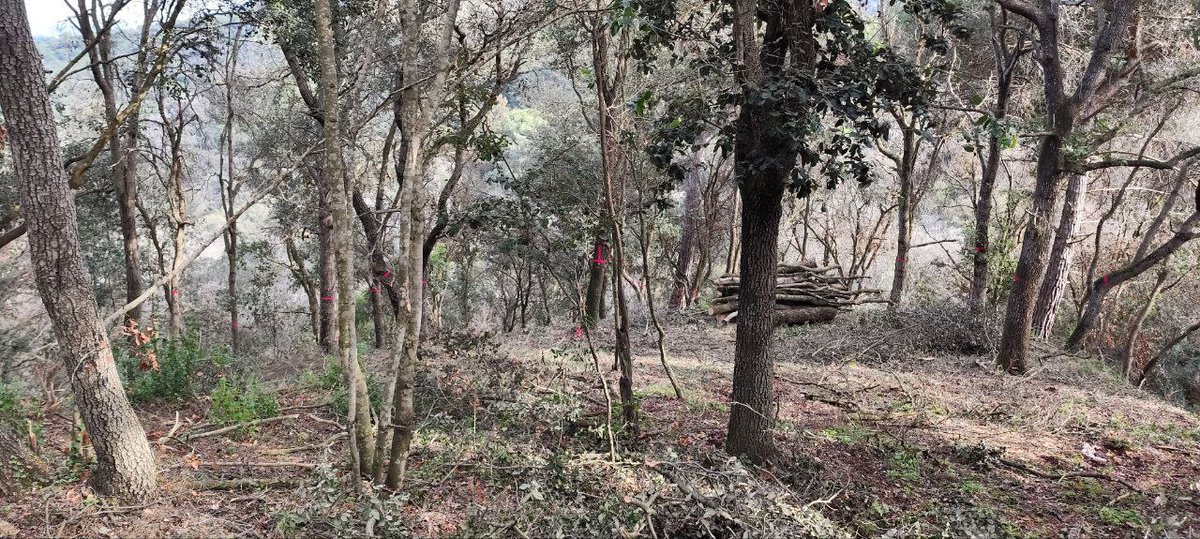 Hem finalitzat el 2024 realitzant actuacions de silvicultura propera a la natura i dinàmica natural pel projecte #MONIMED i #TRANSFERINT del <a href="/CREAF_ecologia/">CREAF</a>