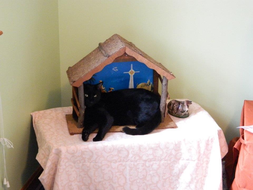 ByRuledCats's tweet image. In case you're wondering, yes, it was indeed I who controlled the mouse click, swept across the keyboard, and composed this poetic masterpiece ๐๐ฅ๐ปโจ#RulingOverHumanity #PurrfectlyDone