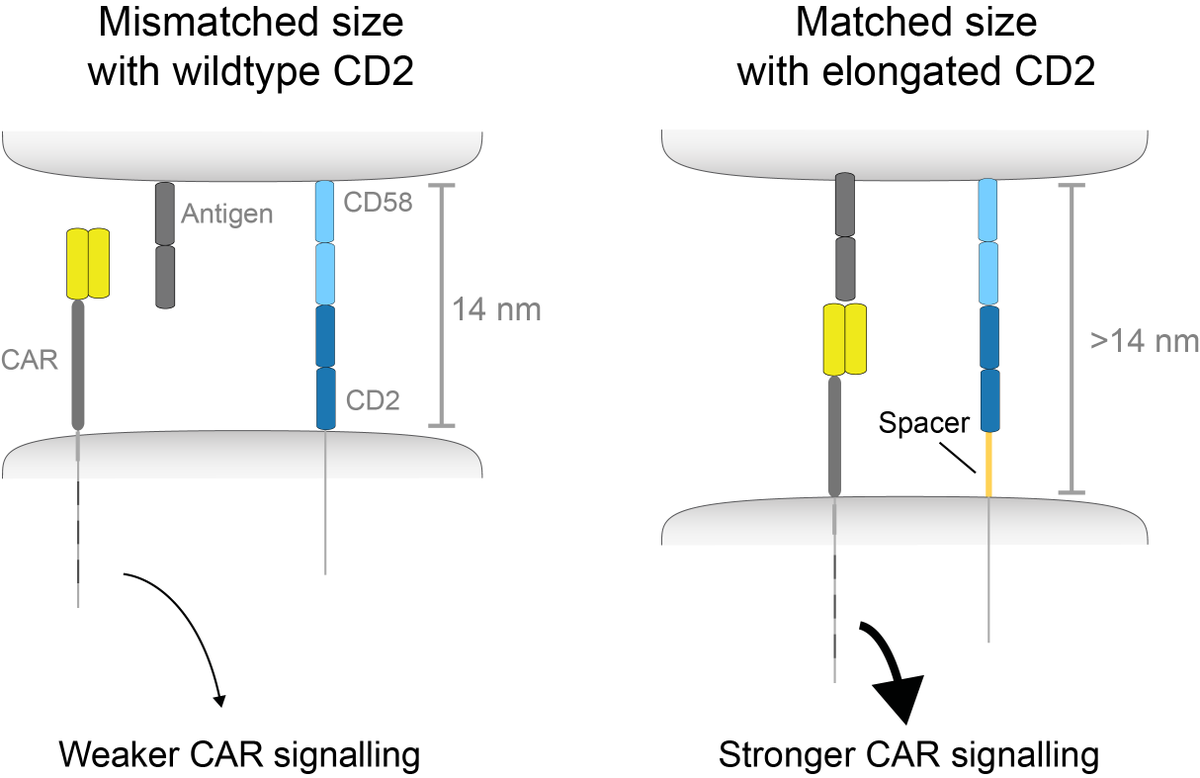 Our new work on optimising CAR-T cell sensitivity is now on bioRxiv!

Optimising CAR-T cell sensitivity by engineering matched extracellular sizes between CAR/antigen and CD2/CD58 adhesion complexes

biorxiv.org/cgi/content/sh…