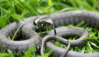 Uni of Reading (@uniofreading) on Twitter photo Practical conservation enhances reptile diversity🐍
<a href="/ReadingBioSci/">UoR BioSci</a> researchers have discovered that purpose-built 'basking banks' can boost local reptile populations, in a study that will address shortages in evidence-based UK reptile conservation.
rdg.ac/3WbG2Fw Practical conservation enhances reptile diversity🐍
<a href="/ReadingBioSci/">UoR BioSci</a> researchers have discovered that purpose-built 'basking banks' can boost local reptile populations, in a study that will address shortages in evidence-based UK reptile conservation.
rdg.ac/3WbG2Fw