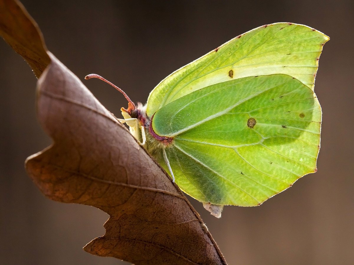 The bright flash of a Brimstone (Gonepteryx rhamni) is sure to brighten up a wintry day 🤩

In 2024 the first Brimstone was recorded on New Year's Day! Have you spotted one yet this year? 👀

Let us know here 👇
butterfly-conservation.org/butterflies/fi…

📸: Tamás Nestor