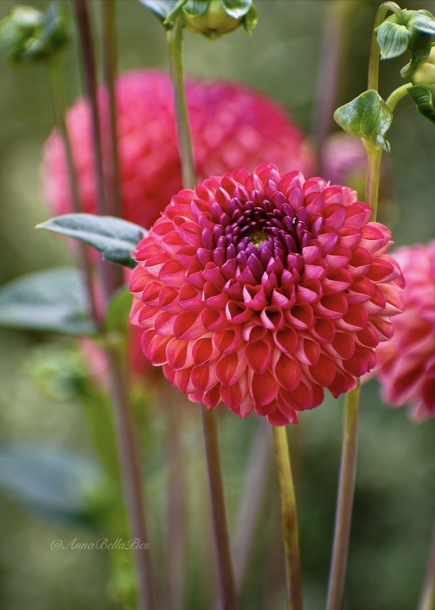 Looking at almost a foot of snow outside and dreaming of this year’s summer garden …. there will definitely be more dahlias♥️🌸🌿 #flowers #gardening
