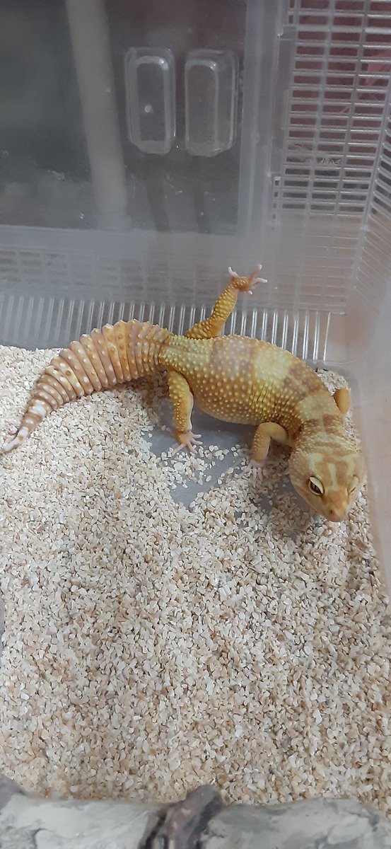 レオパ🦎キラリ

何このポーズ😅
犬がチッコしてるみたい💦

＃レオパードゲッコー
＃毎月8日はレオパの日
