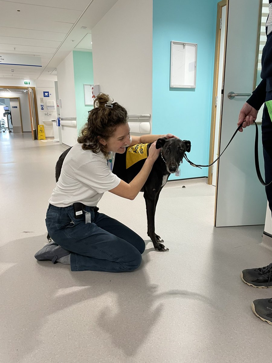 Finally got to meet the Therapy Dog, Harvey, you are gorgeous! Bringing so many smiles to patients faces. <a href="/PetsAsTherapyUK/">Pets As Therapy</a> <a href="/Neuro_TraumaUHS/">Neurosurgery, Major Trauma and Plastics @ UHS</a> <a href="/UHSussex/">University Hospitals Sussex</a>