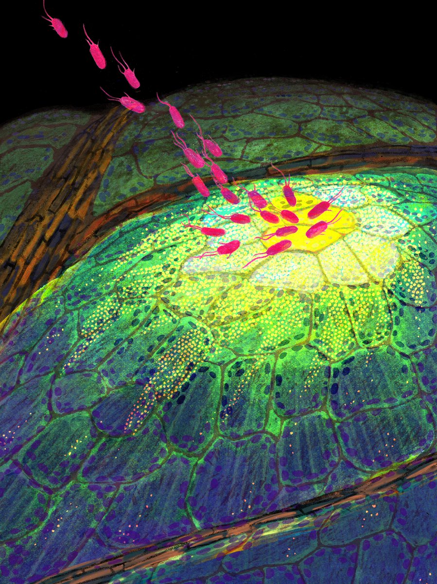 New year, new paper! Now published in <a href="/Nature/">nature</a>. We identified and characterised diverse immune cell states in plants under pathogen attack. My postdoc work in <a href="/JoeEcker/">Joe Ecker</a> lab at <a href="/salkinstitute/">Salk Institute</a>.
nature.com/articles/s4158…