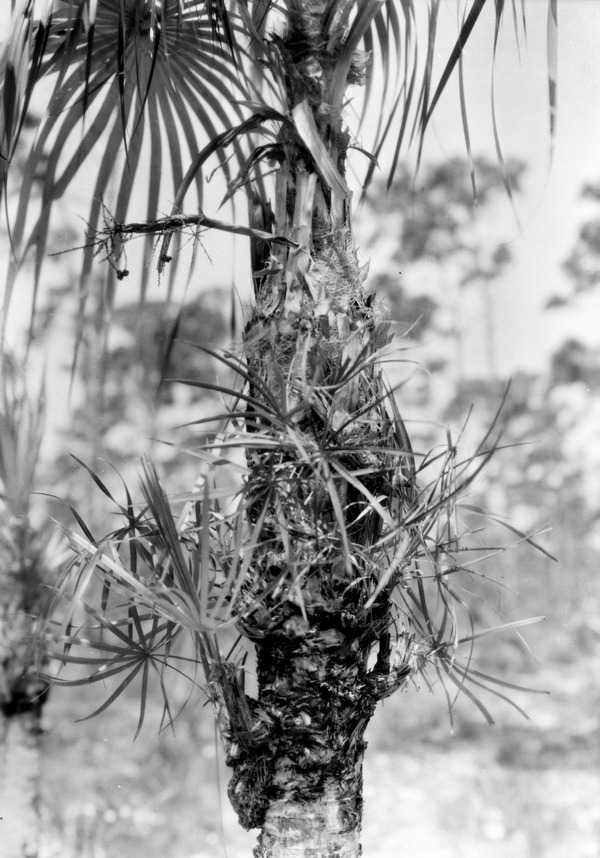 FLMemory's tweet image. Close-up view of a palm captured on nitrate film, 1928. A cluster of wispy young fronds can be seen growing along the length of the tree&apos;s fibrous stem base.

📸: John Kunkel Small collection. State Archives of Florida, Image SM2695.