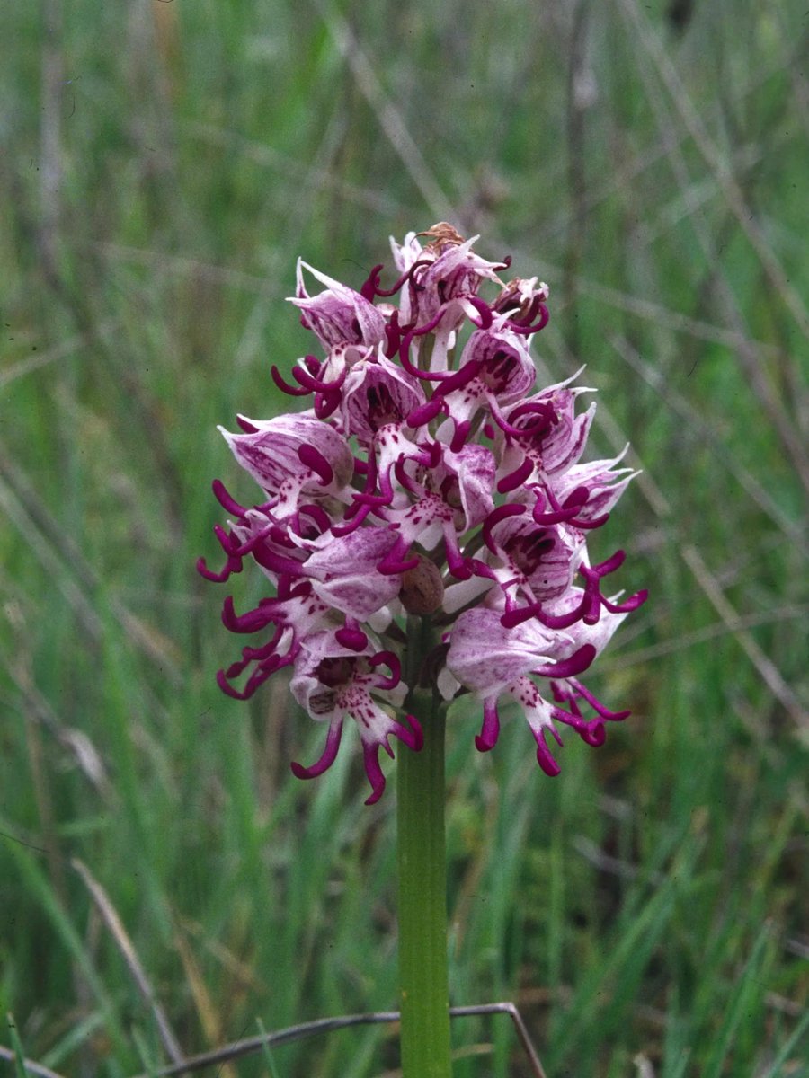 Fond of orchids? 
Fancy some monkey business this evening? 
We're talking monkey orchids! 
Sign up for our free online Winter Talk at 7.30pm tonight.
It's by David Roberts from <a href="/UniKent/">University of Kent</a> on 'The curious case of the man, the lady &amp; the monkey':
tickettailor.com/events/botanic…