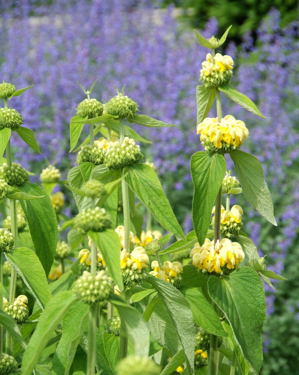 Maak van 2025 het jaar van de vaste planten! Makkelijk, duurzaam en passend bij elke tuinstijl. Wat is jouw favoriete vaste plant? im.nu/v2XeH9 #VastePlantenLiefde #TuinLeven #Phlomis #VastePlanten #PerennialPower