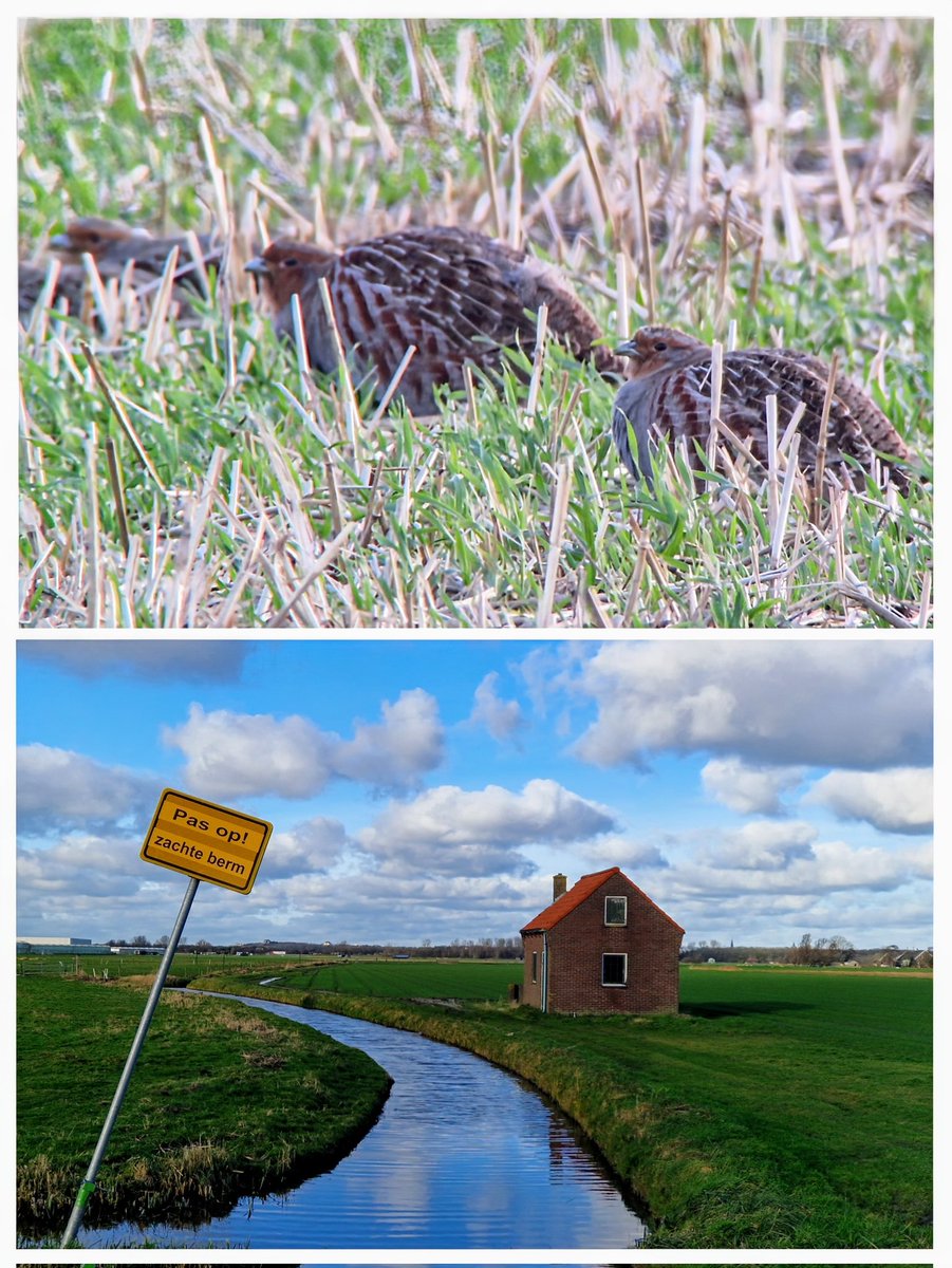 Gelukkig zijn er in de #bollenstreek nog fraaie akkers en polders, met voedselrijke grond voor patrijzen, een vogel die het in Nederland niet makkelijk heeft. Er vlogen een havik en een grote gele kwikstaart over. <a href="/vogelnieuws/">Vogelbescherming NL</a> #vogelskijken
