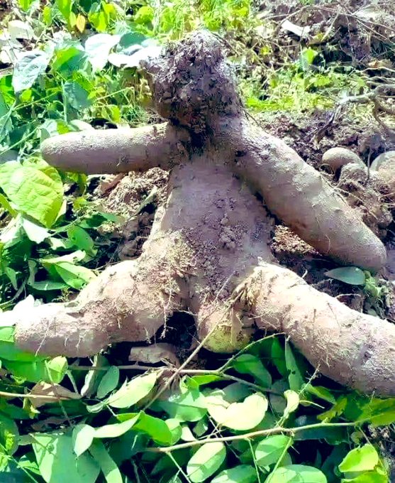 ☯️☯️☯️☯️☯️☯️☯️☯️☯️☯️☯️☯️☯️☯️☯️☯️