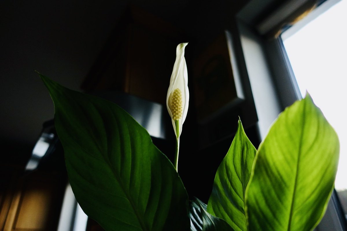 A Peace-Lily in our kitchen, hope it works its spell this year, on all the suffering and the troubled, everywhere.