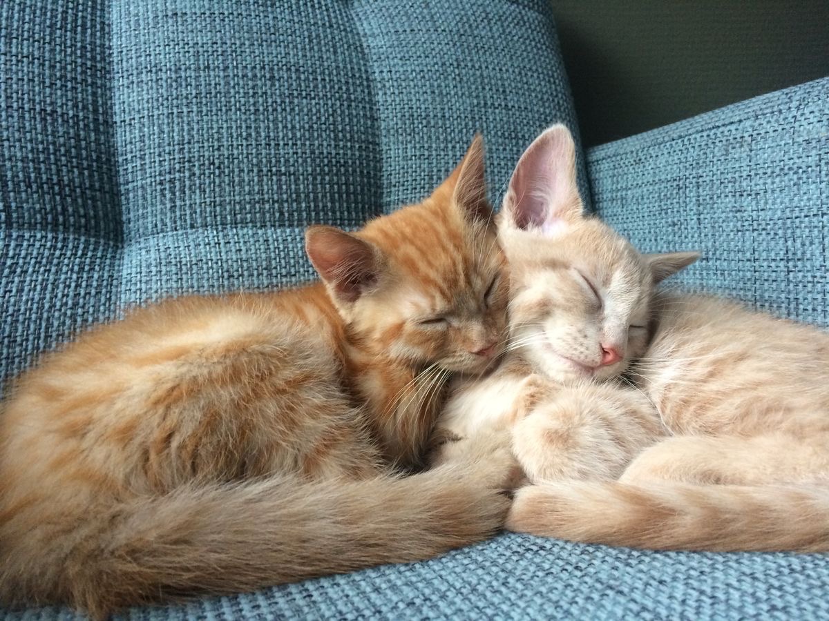 Miaw (@miaw) on Twitter photo 