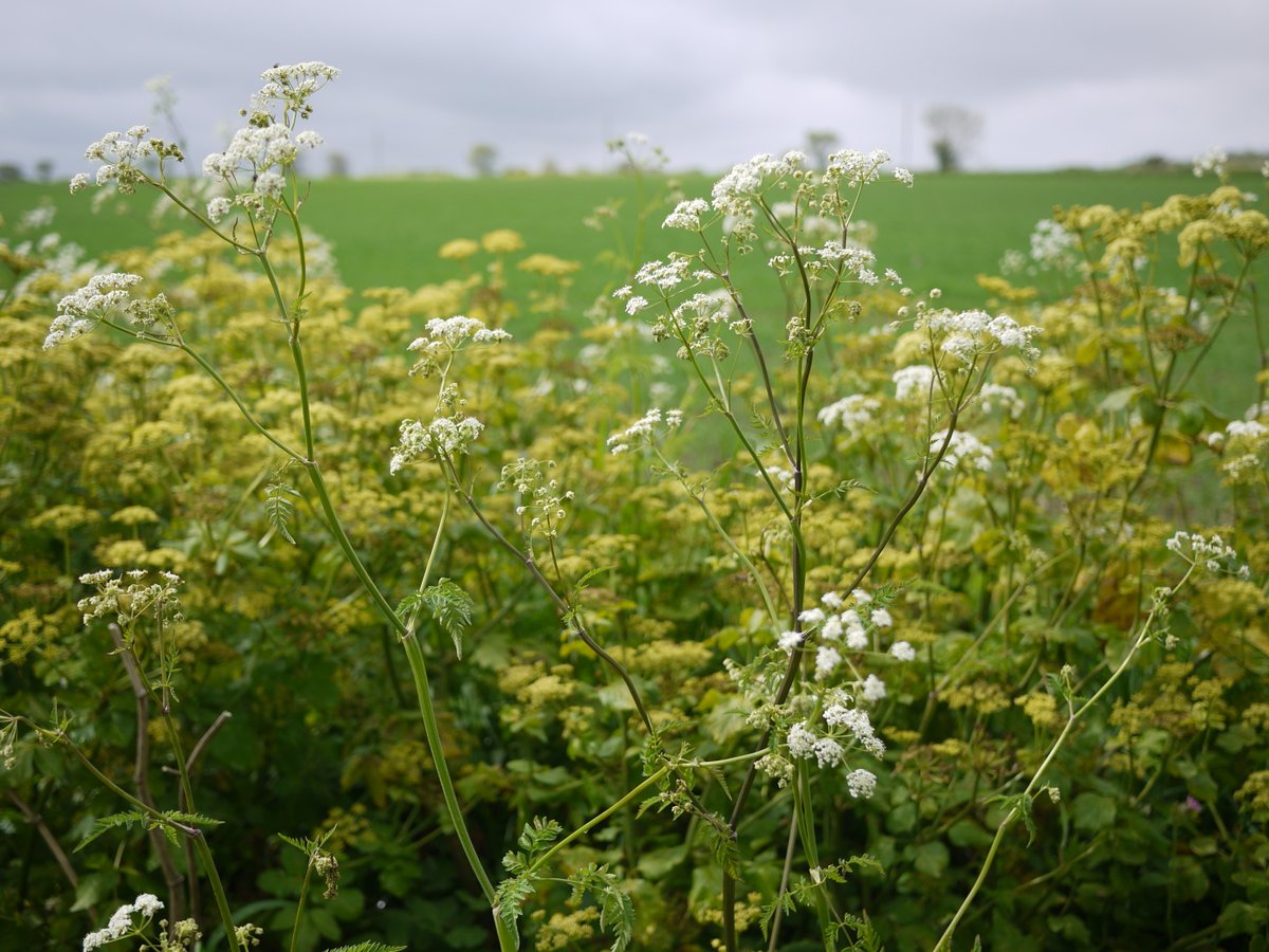 Britain’s road verges cover an area the size of Dorset. Managed well, these can become wildflower-rich corridors vital for wildlife.
#roadvergecampaign