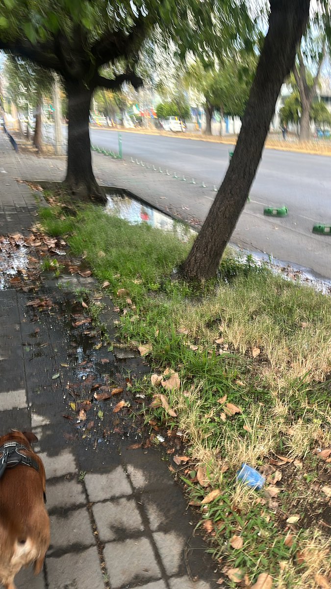 Wally_FV's tweet photo. @siapagdl @ConaguaJalisco @PabloLemusN @GobiernoJalisco @GuadalajaraGob continúa fuga de agua en Av. México entre Victoriano Salado Álvarez y Tomás V Gómez Frente Soriana de City Tower, tengo semanas reportando la fuga y nadie hace nada! A ver cuando hacen su trabajo. #URGENTE https://t.co/vdCj9sgG7r