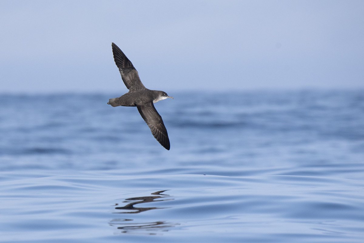 En 2025, le Muséum réaffirme son engagement pour l'océan 🌊
Cette année s'annonce capitale avec la tenue de la 3e Conférence des Nations Unies sur l’Océan (#UNOC). Face aux menaces qui pèsent sur les écosystèmes marins, nous avons tous un rôle à jouer 👉 mnhn.fr/fr/actualites/…