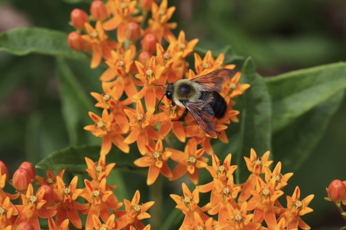 The BeeCampus survey for 2024 is in! 45 new species were recorded on campus, bringing our total up to 68 bee species present at ESF 🐝