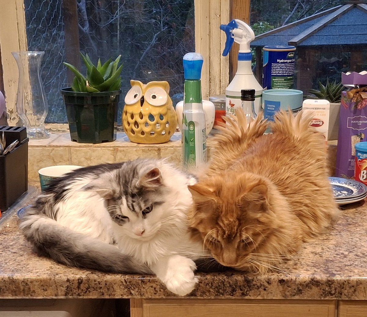 Oispeen's tweet photo. My orange son is currently dying of FIP. He has started the antiviral medication today but the vets have told us he will need some inpatient care to have a good chance to survive. 

I would be incredibly grateful for any spare change you can send to my kofi to help cover the cost https://t.co/JWmCRCN0Sd