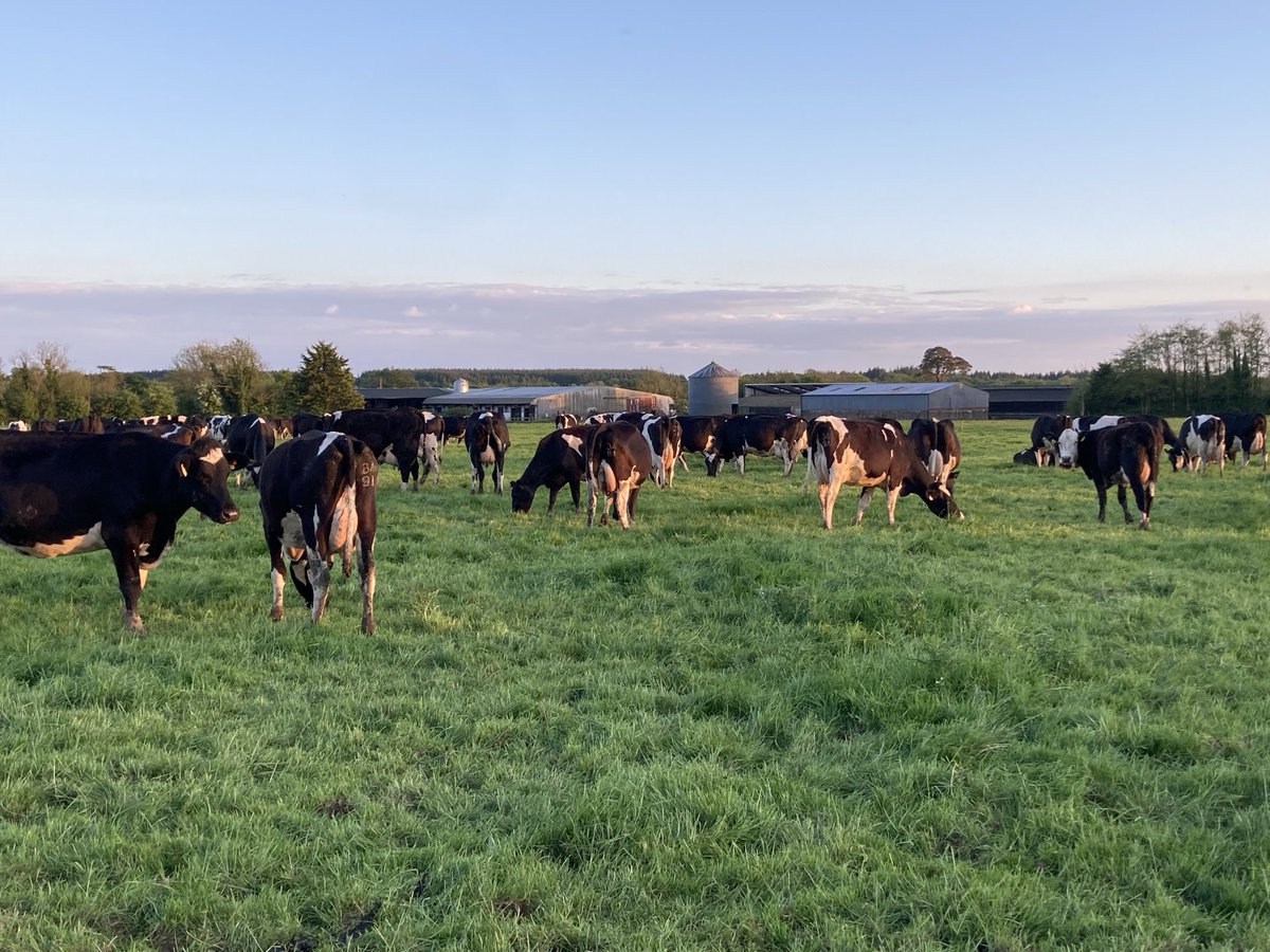 Bridget Lynch (@lybridget) on Twitter photo Student placement available on a dairy and beef enterprise in South Wexford for Irish/international students. Variety of farm tasks with supervision in the yard at all times. Accommodation (own en-suite room) meals & access to local link provided. Email:Bridget.foley15@gmail.com Student placement available on a dairy and beef enterprise in South Wexford for Irish/international students. Variety of farm tasks with supervision in the yard at all times. Accommodation (own en-suite room) meals & access to local link provided. Email:Bridget.foley15@gmail.com