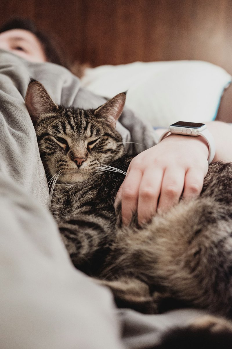 Bringing home a cat? 🏡 Make sure you’re ready! Learn the top 10 essentials to keep your new buddy happy! Go to the link in bio!