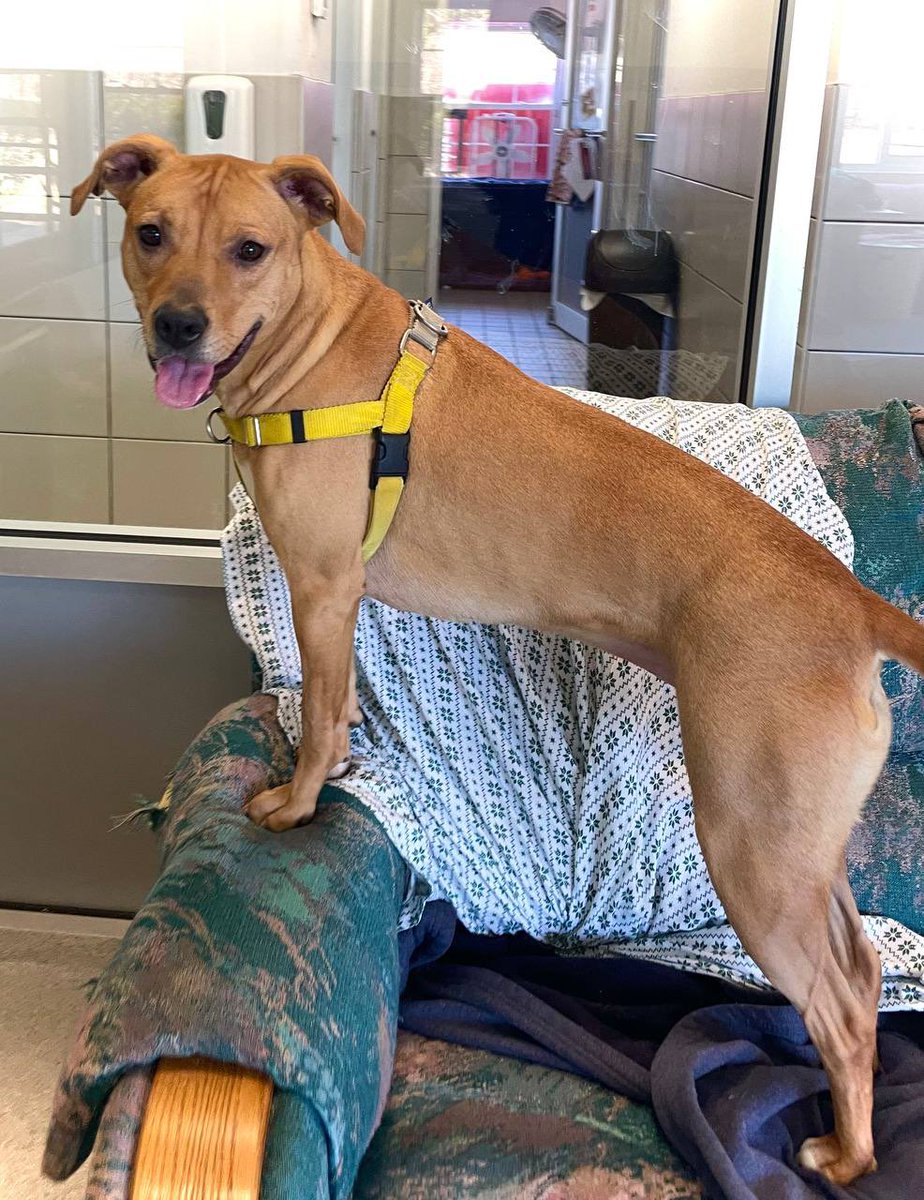 Please RT! Our sweet Molly has been living at our Westhampton shelter for 684 days &amp; deserves so much better.  Molly is a loving, playful girl who just needs a little time to warm up to new people &amp; an adopter who will provide some stability and training. She’s a great girl! ❤️